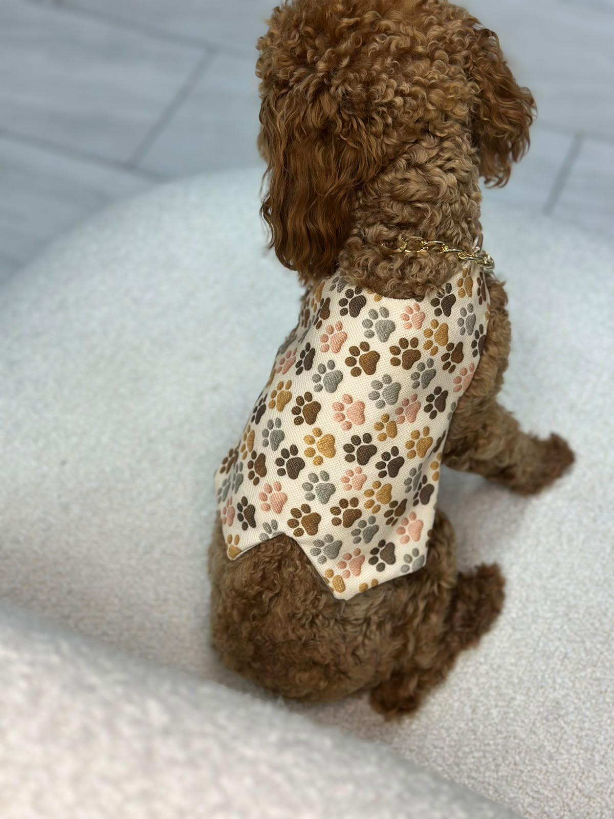 Pati desenli tulumuyla toy poodle
